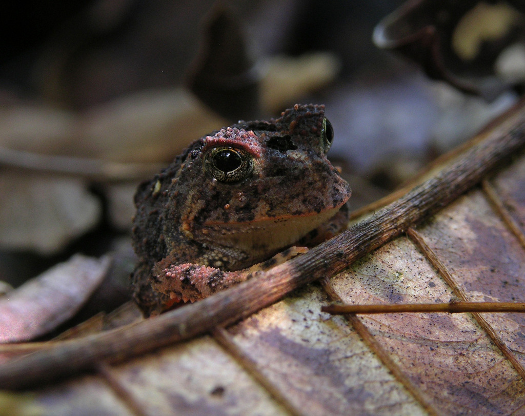 Deep-Eared Smooth-Horned Frog