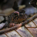 Deep-eared Smooth-horned Frog - Photo (c) Pedro Ivo, some rights reserved (CC BY-NC), uploaded by Pedro Ivo