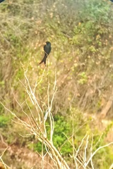 Dicrurus macrocercus