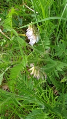 Vicia orobus