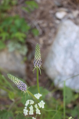 Phyteuma betonicifolium
