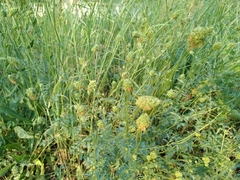 Sanguisorba minor balearica