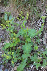 Alchemilla coriacea