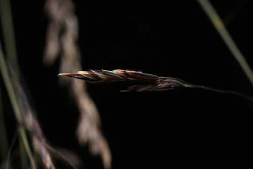 Image of Poa stenantha by (c) Anders Hastings, some rights reserved (CC BY)