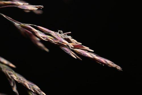 Image of Poa stenantha by (c) Anders Hastings, some rights reserved (CC BY)