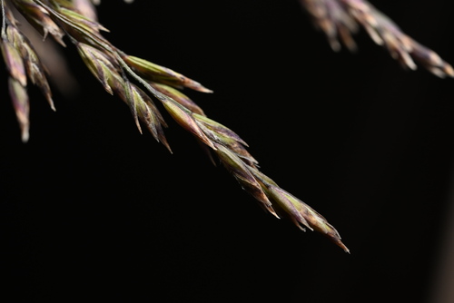 Image of Poa stenantha by (c) Anders Hastings, some rights reserved (CC BY)