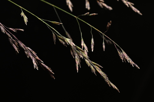 Image of Poa stenantha by (c) Anders Hastings, some rights reserved (CC BY)