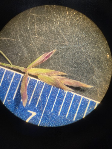 Image of Poa stenantha by (c) Anders Hastings, some rights reserved (CC BY)