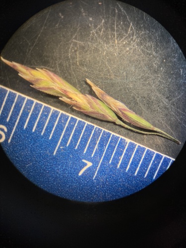 Image of Poa stenantha by (c) Anders Hastings, some rights reserved (CC BY)