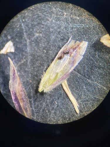 Image of Poa stenantha by (c) Anders Hastings, some rights reserved (CC BY)