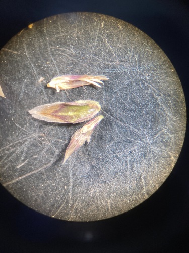 Image of Poa stenantha by (c) Anders Hastings, some rights reserved (CC BY)
