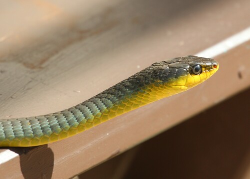 Common Tree Snake sighting