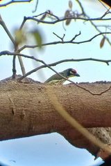 Psilopogon haemacephalus