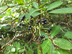 Psychotria nigra
