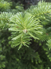 Abies balsamea image