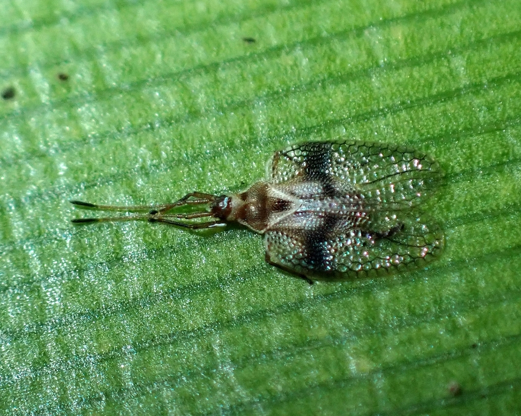 Cephalidiosus freycinetiae