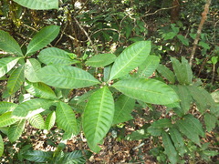 Psychotria nigra