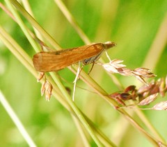 Pediasia luteella