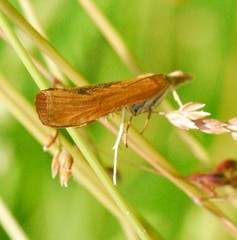 Pediasia luteella
