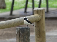 Oenanthe hispanica