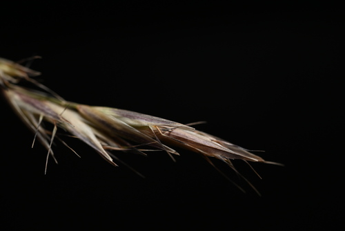 Image of Danthonia intermedia by (c) Anders Hastings, some rights reserved (CC BY)