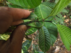 Psychotria nigra