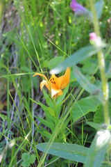 Lilium bulbiferum