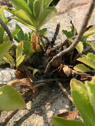 Image of Nipponanthemum nipponicum by no rights reserved