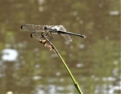 Libellula axilena