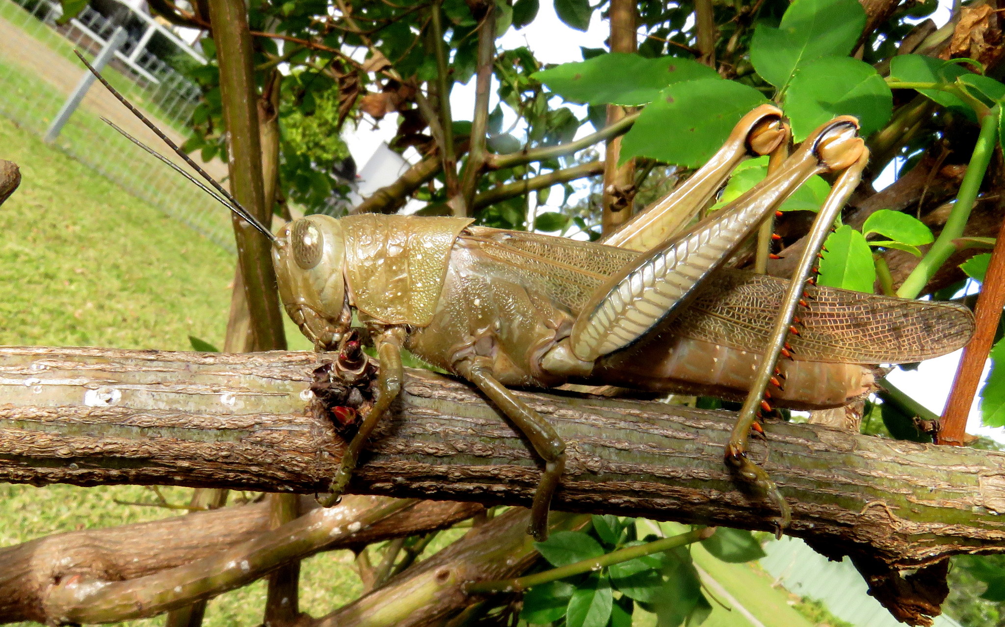 https://inaturalist-open-data.s3.amazonaws.com/photos/4124057/original.JPG