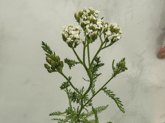 Achillea millefolium image