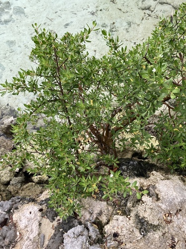 Pemphis acidula observed 2024-07-28