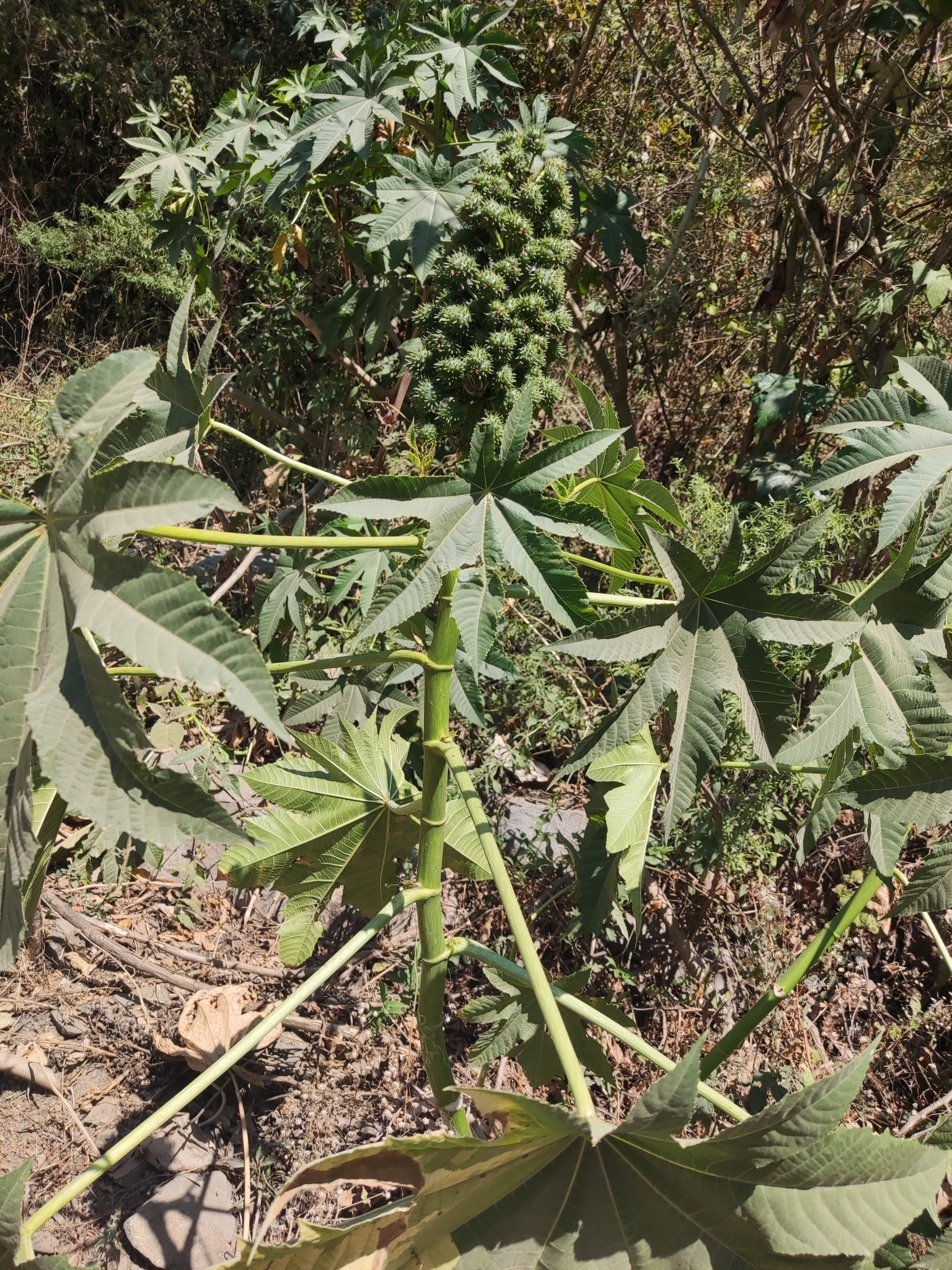 Ricinus communis image