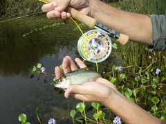 Oligosarcus oligolepis