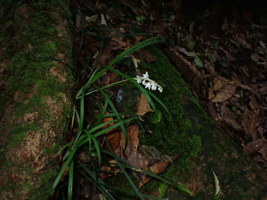 Ophiopogon intermedius; photograph (c) W Rao, some rights reserved (CC BY)