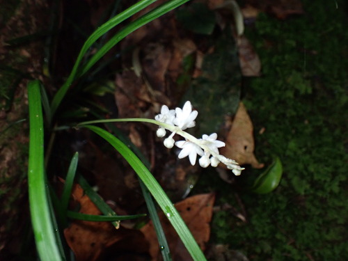Ophiopogon intermedius, photograph 4