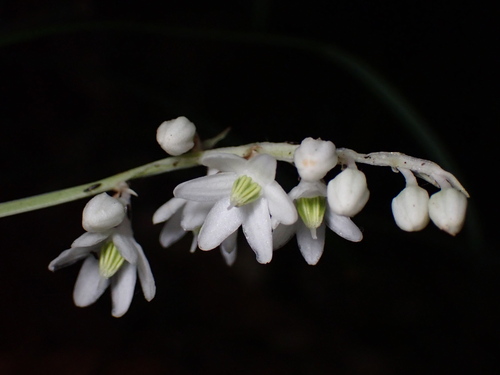 Ophiopogon intermedius, photograph 3