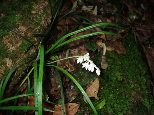 Ophiopogon intermedius, photograph 5