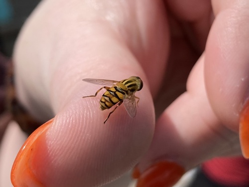 Common Bog Fly photo 2