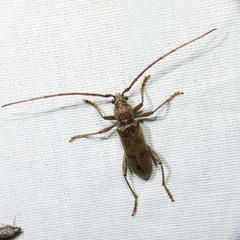 Brothylus gemmulatus