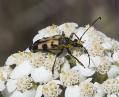 Toxoleptura vexatrix