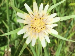 Tragopogon porrifolius
