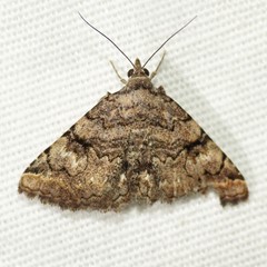 Toxonprucha repentis