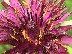 Tragopogon porrifolius