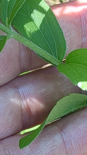 Image of Eupatorium subvenosum by no rights reserved