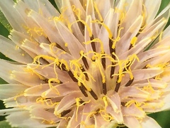 Tragopogon porrifolius