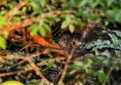 Paradoxurus musangus