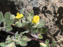Acmispon brachycarpus