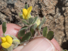 Acmispon brachycarpus