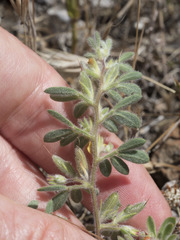 Acmispon brachycarpus